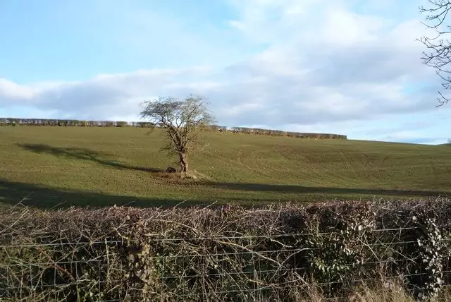 Arbre aubépine des fées solitaire dans un champ en Irlande @Neill Mitchell