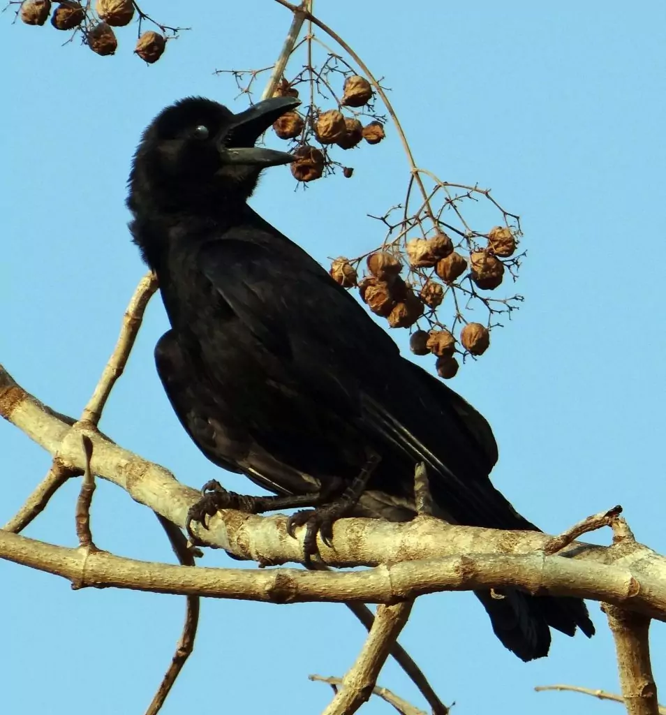 Corneille sur une branche, forme préférée de la déesse celte Morrigan et de la Banshee