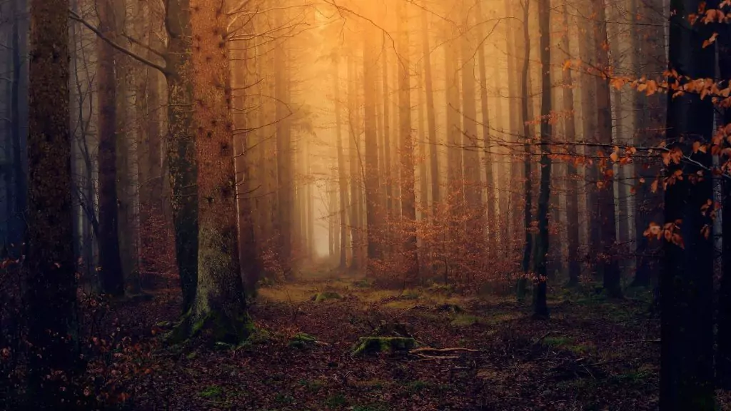Qui sait quelle fairie se cache dans les bois le soir d'Halloween?