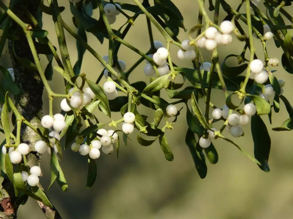 Photographie de gui, la plante des druides