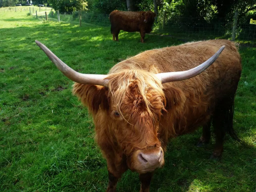 Vache irlandaise